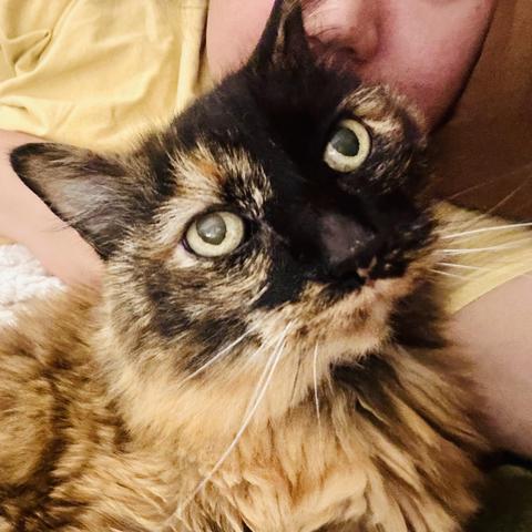 A photo of Mila snuggling with me