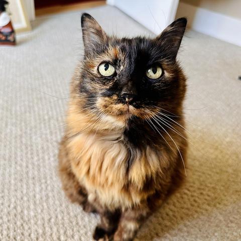 Mila the tortie staring at me asking to be cuddled