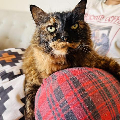 Mila cuddling my wife’s knee