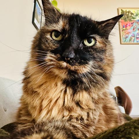 A photo of a large elderly tortie sitting on me and looking needy