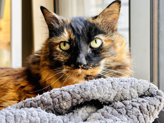 A beautiful elderly tortoiseshell long haired cat sitting on her cat bed by a window