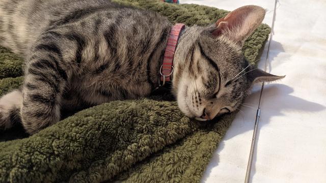 close up of the face and upper body of a sleeping kitten, laying on a green blanket on my bed. he's brownish-tan with black stripes, and wearing a pink-striped collar. his little eyes are shut tight and you wouldn't know he was bouncing off the walls earlier.